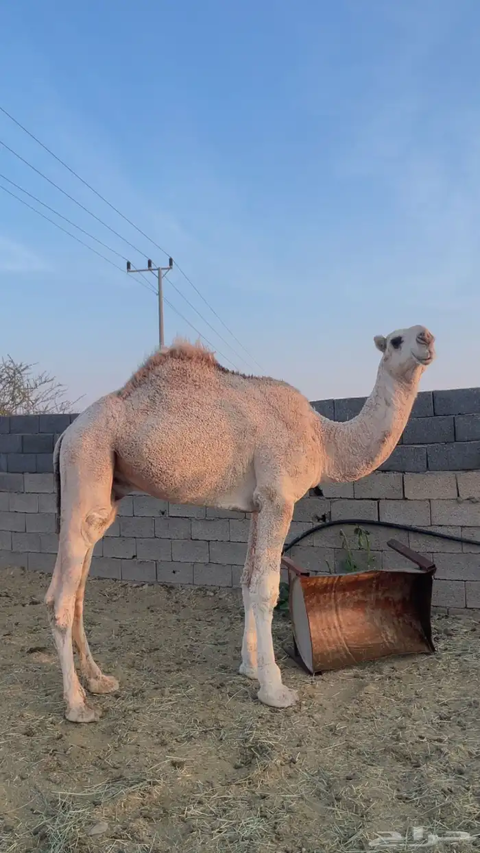 قعود علياني حق 0