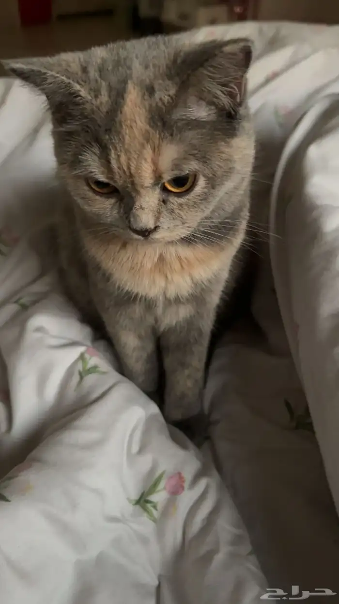 قطة سكوتش للتبني مع كل مستلزماتها 0