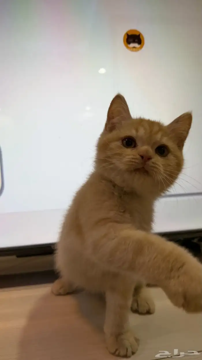 قط شيرازي ذكر 5