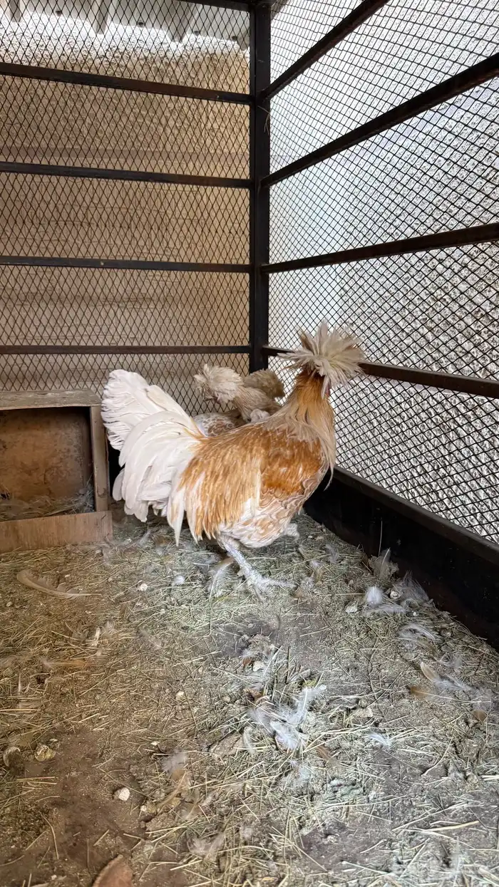 طقم دجاج بولش 0