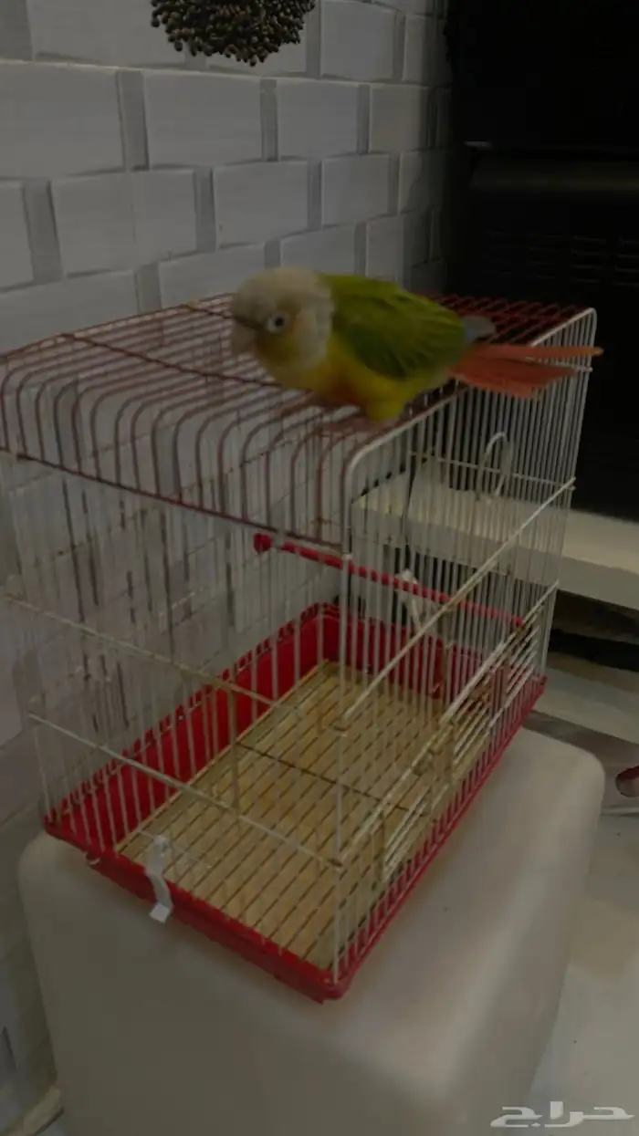 ببغاء كنيور اناناس اليف 2