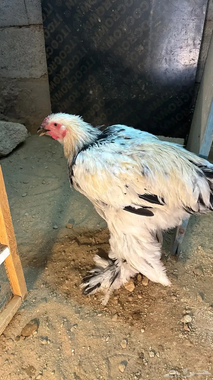 دجاجة وديك براهما شرط 2