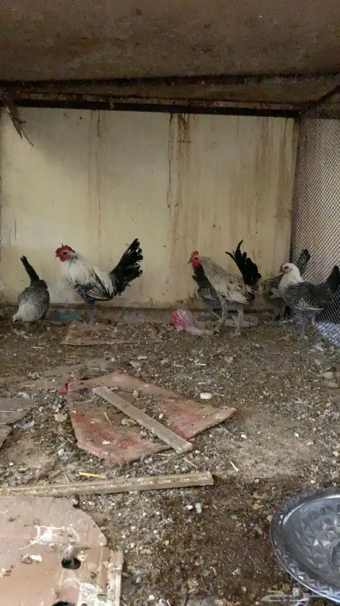 دجاج فيومي 2