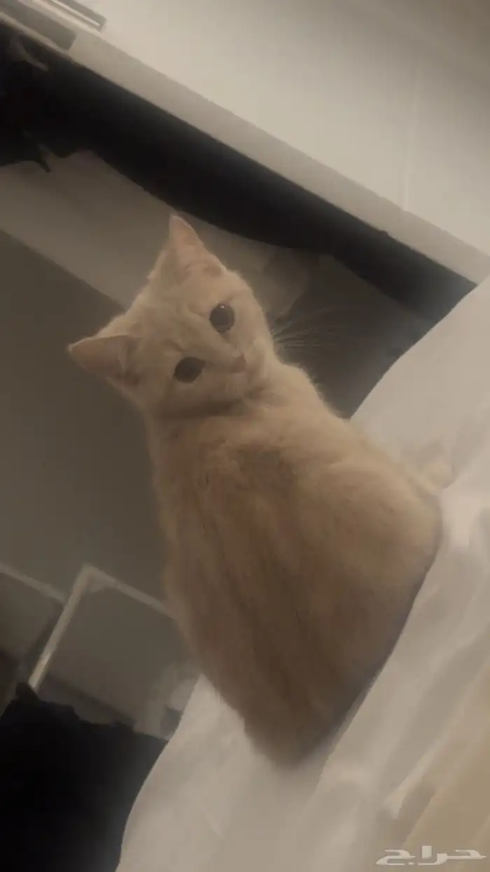 قطط للتبني الرياض 6