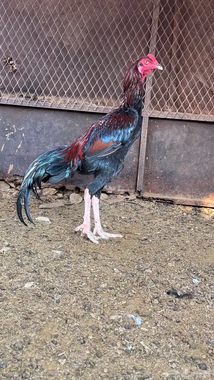 ديك باكستاني سندي 2