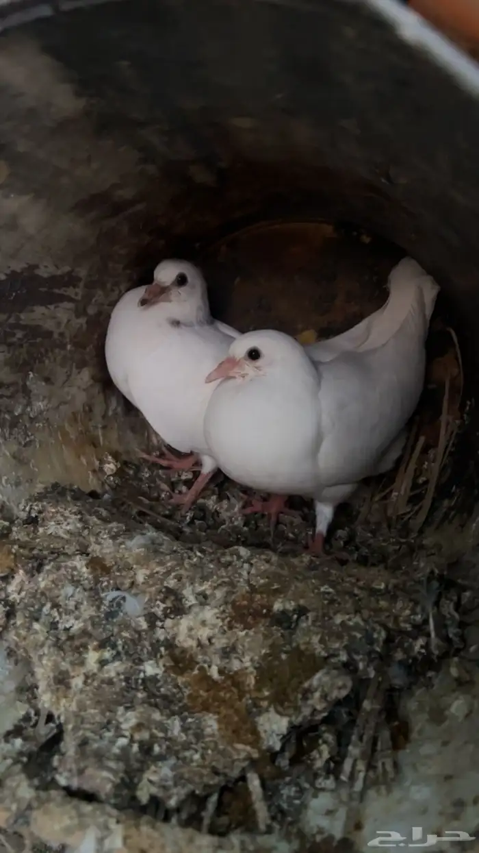 فروخ حمام للبيع فرنسي سلفر 3