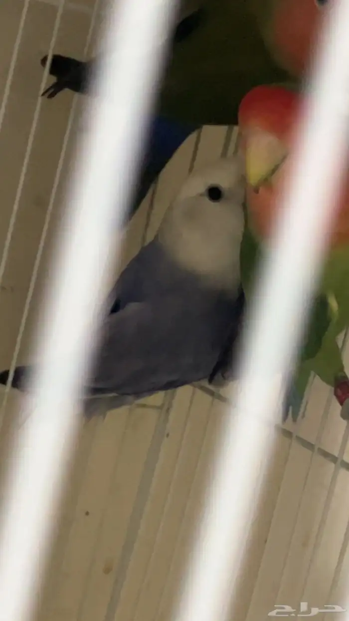 للبيع 4 ذكور روز منتجين 2 لونق فذر 1