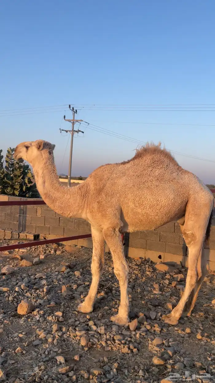 قعود علياني حق 5