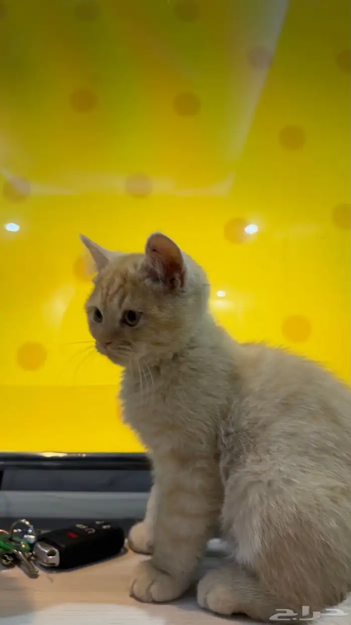 قط شيرازي ذكر 2