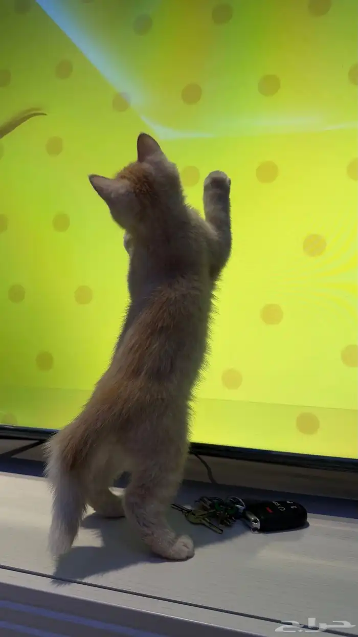 قط شيرازي ذكر 0