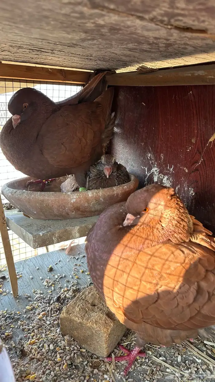 2 ازواج كنق ب انتاجه كل زوج معاه 1وفرخين من الانتاج السابق 2