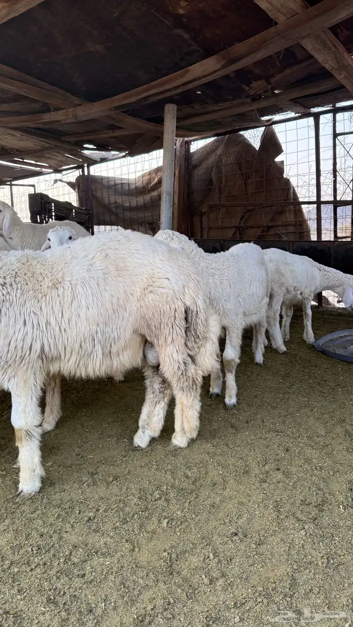 طليان للبيع 0