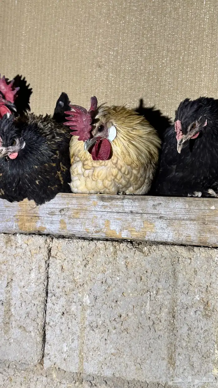 دجاج كويتي حباحب مشكل 84