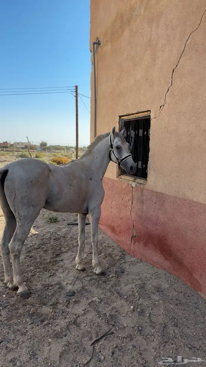 حصان ل البيع 0