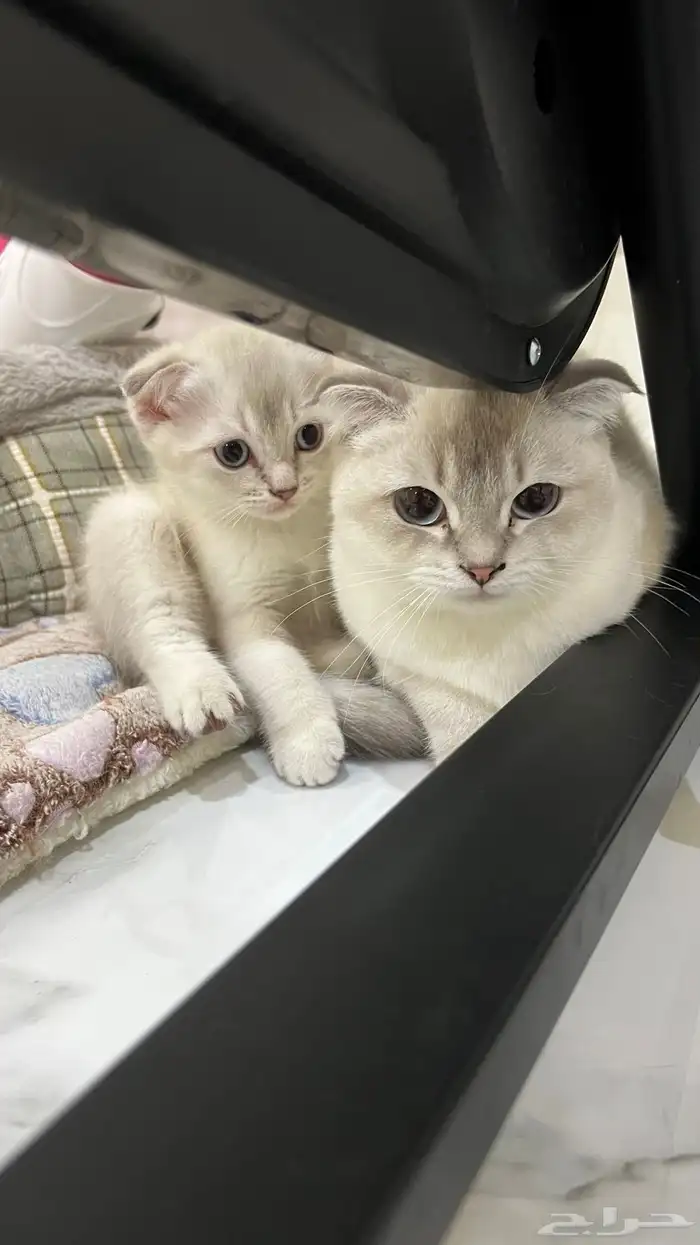 متوفر قطط سكوتش فولد للتبني البيع 5