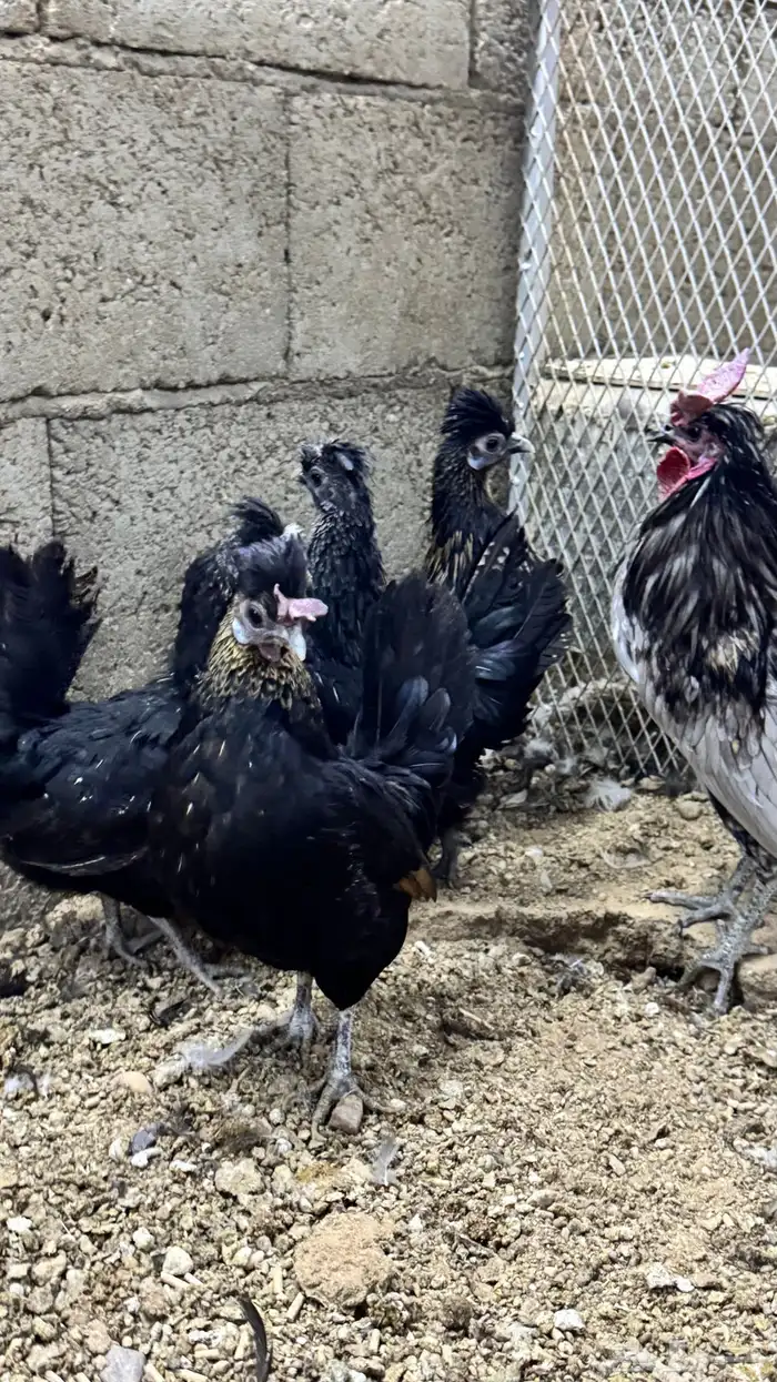 دجاج كويتي حباحب مشكل 36