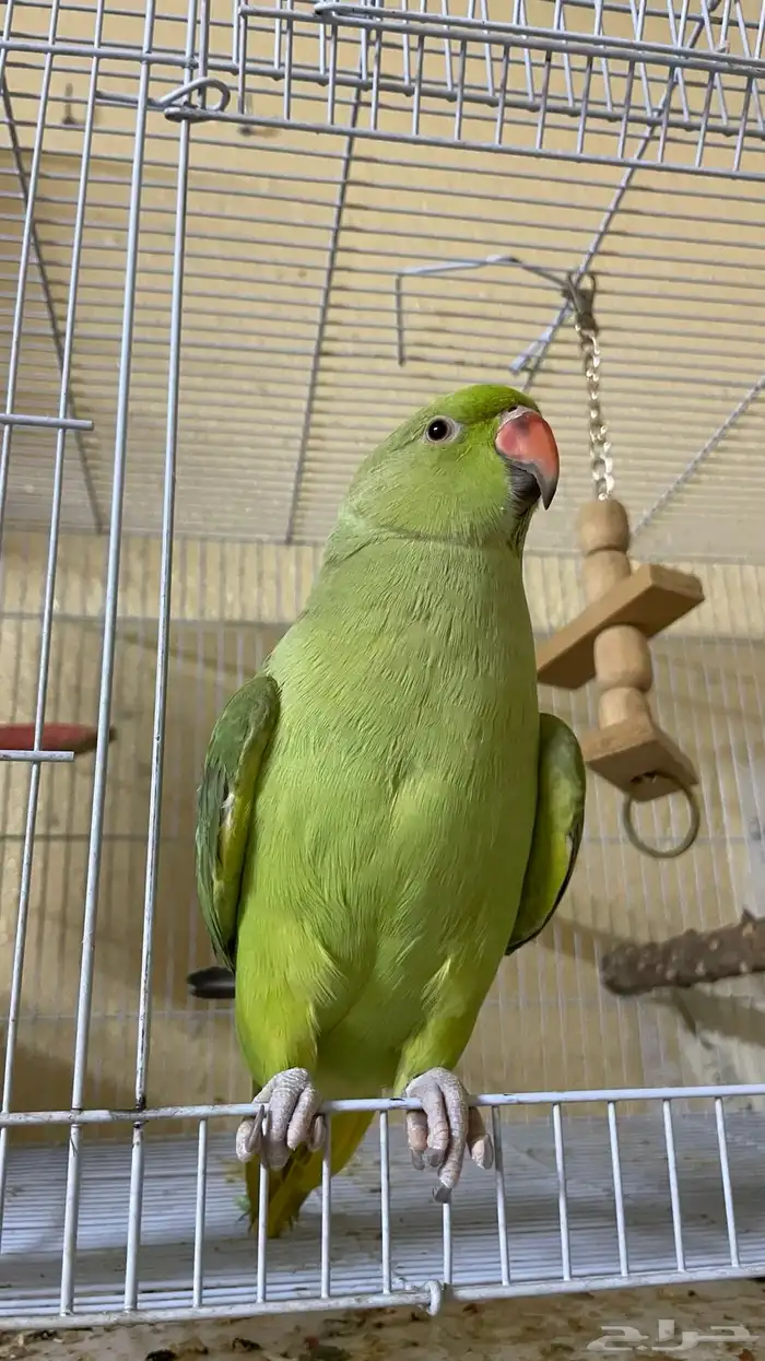 ببغاء دره اليف و متكلم 0