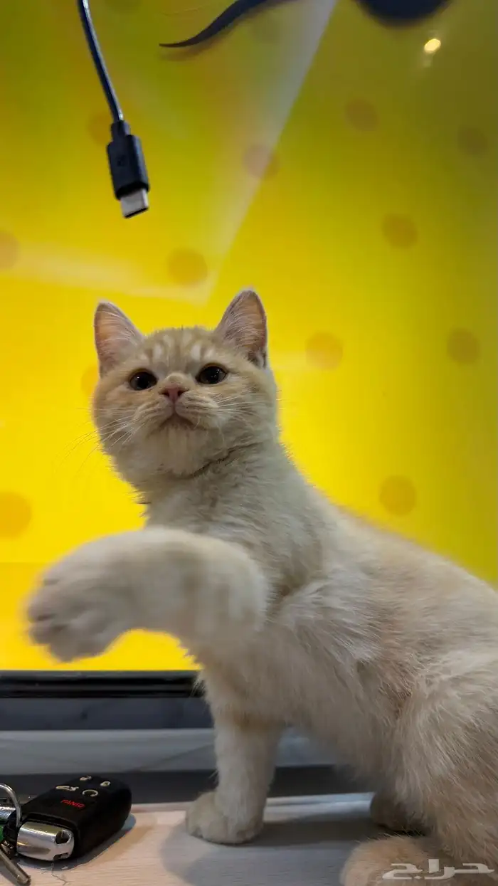 قط شيرازي ذكر 3