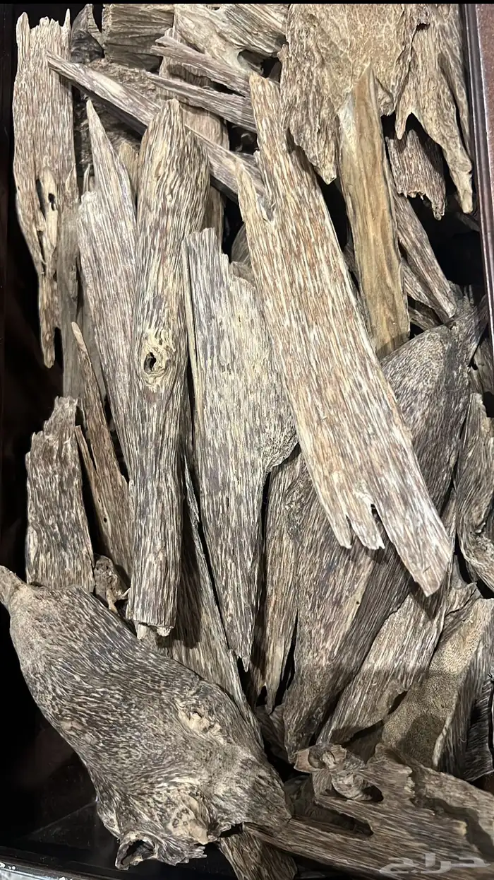 عود كلمنتان بونتيانك 1