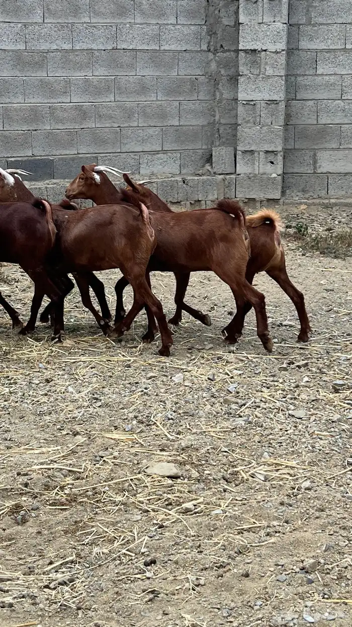 جفار دهم عدد 7 ( تم البيع ) 15