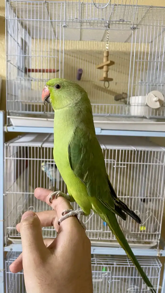 ببغاء دره اليف و متكلم 1