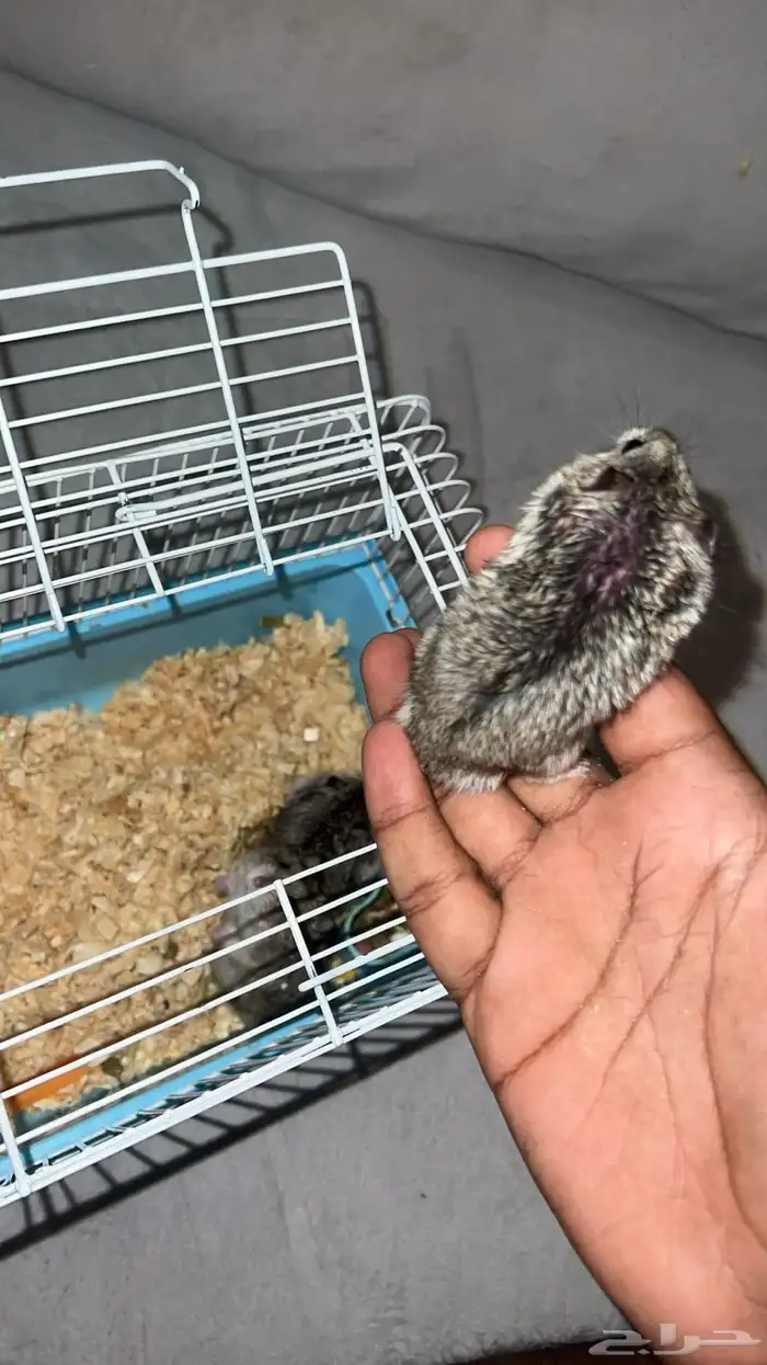 همستر البيع العدد5وخمسه عمرهم اسبوع 150 7