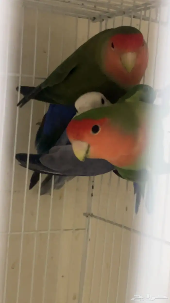 للبيع 4 ذكور روز منتجين 2 لونق فذر 2