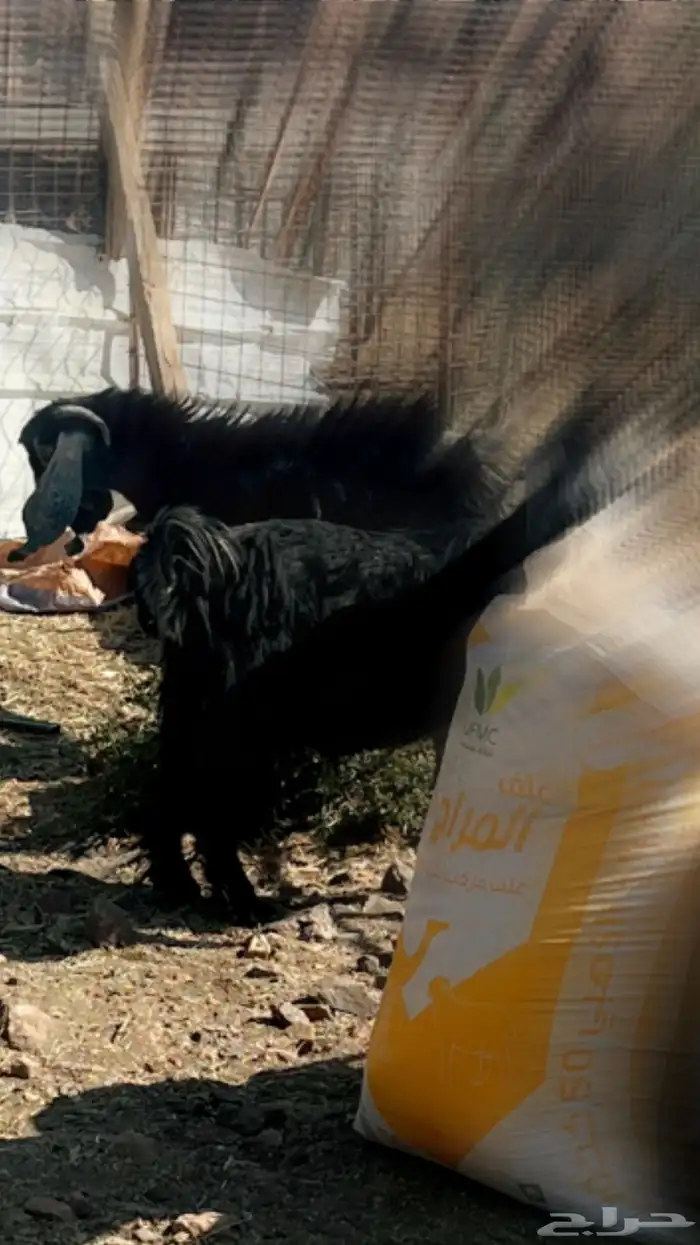 معزاء عوارض للبيع دفيع 1