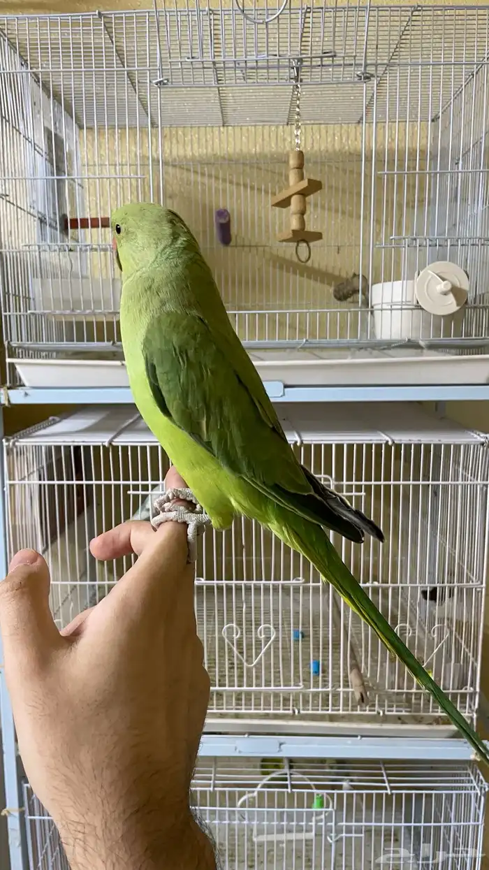 ببغاء دره اليف و متكلم 4