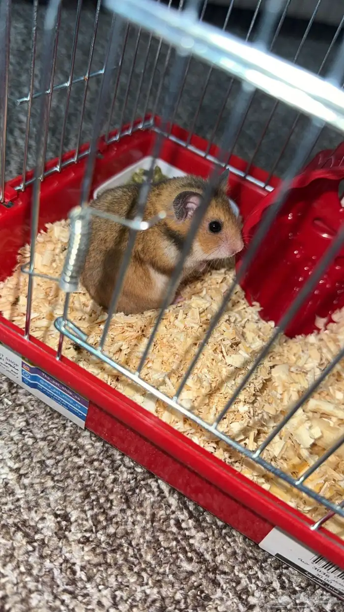 هامستر روسي للبيع مع جميع مستلزماته 3
