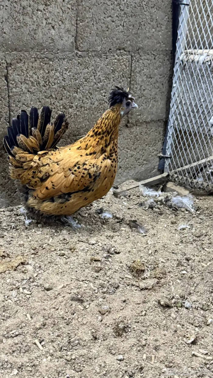 دجاج كويتي حباحب مشكل 16