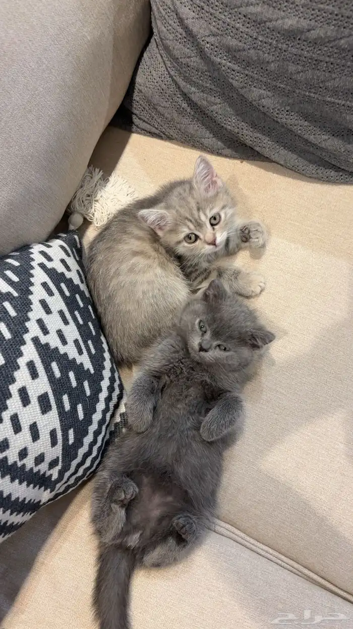 قطط للتبني 0