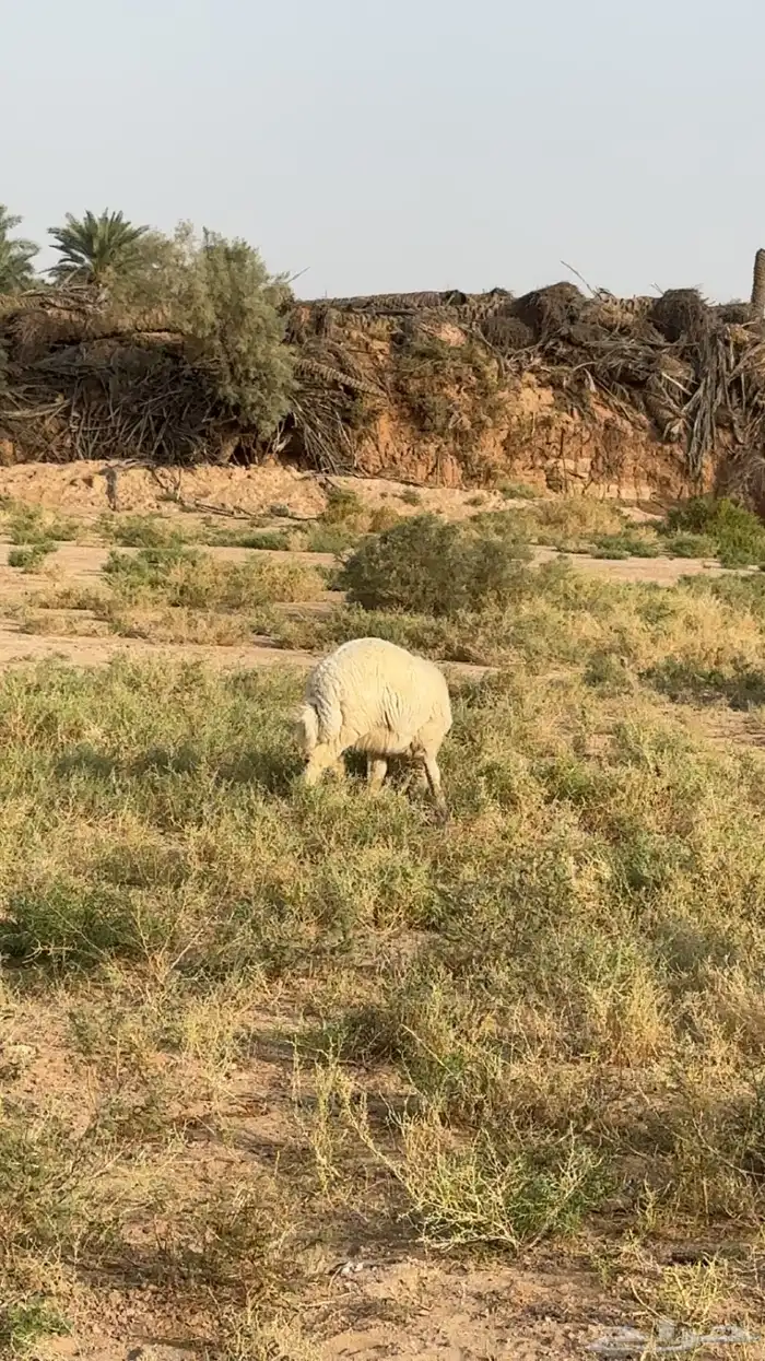 ذبايح طليان تمايم 1