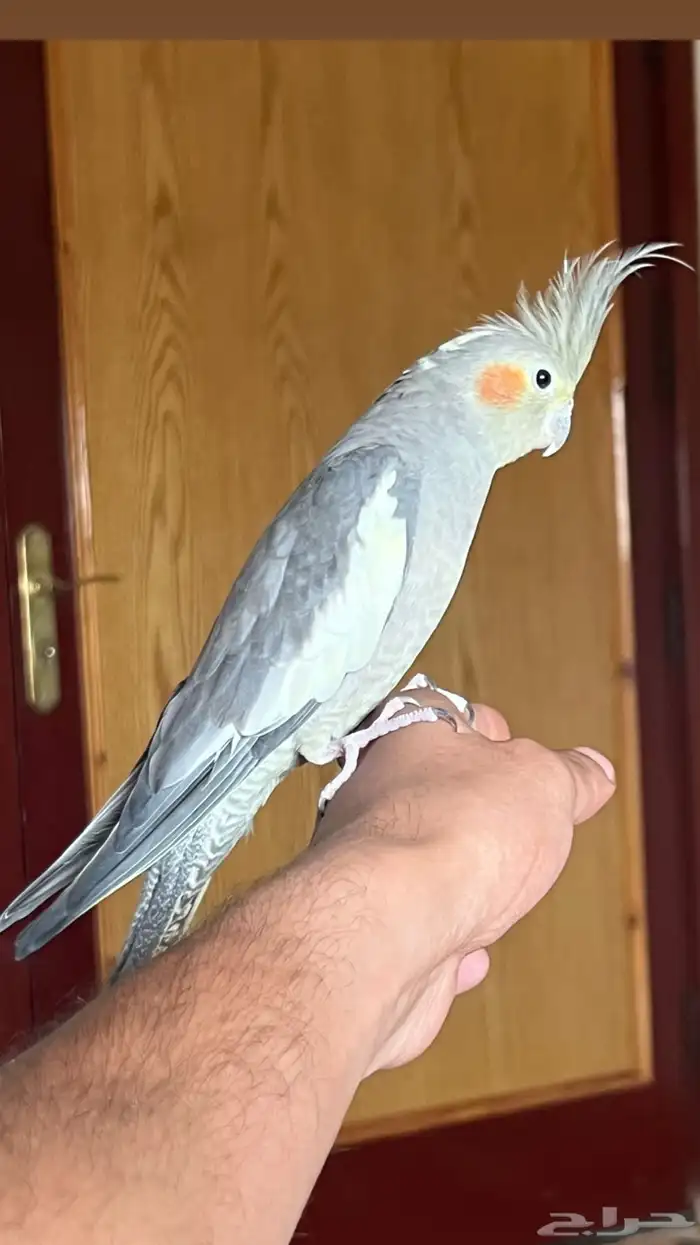 كروان أليف 0