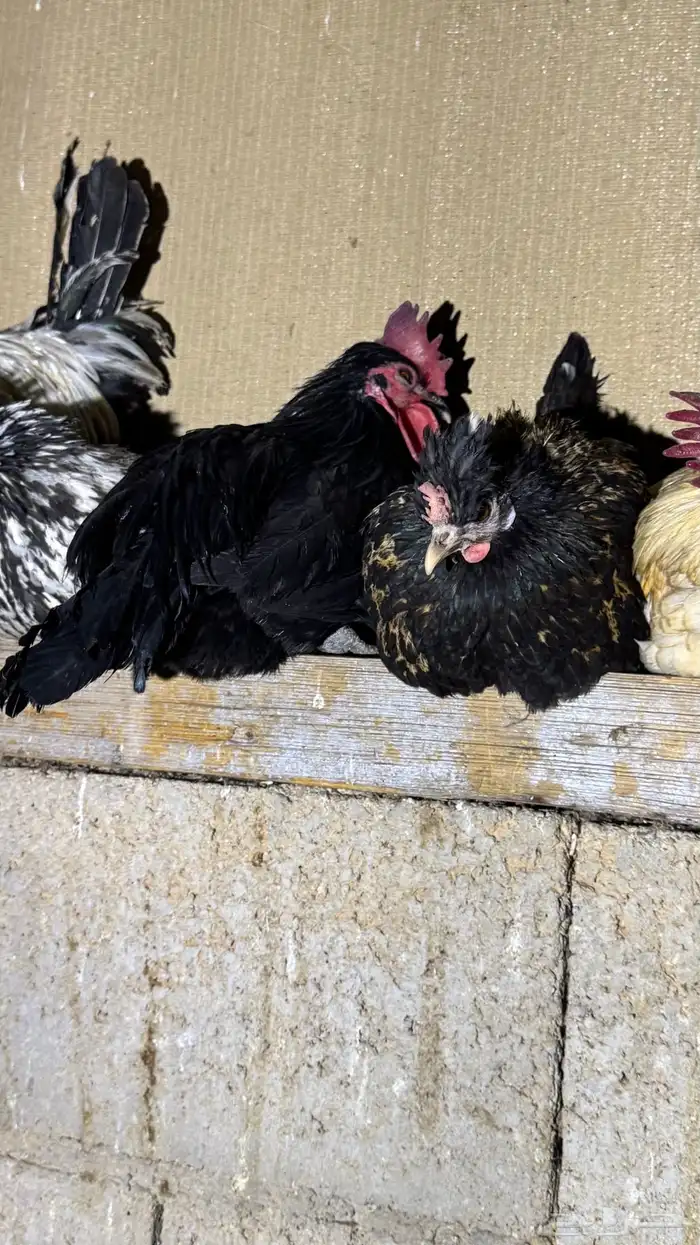 دجاج كويتي حباحب مشكل 85