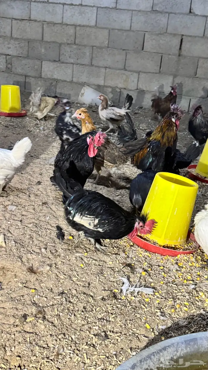 دجاج كويتي حباحب مشكل 88