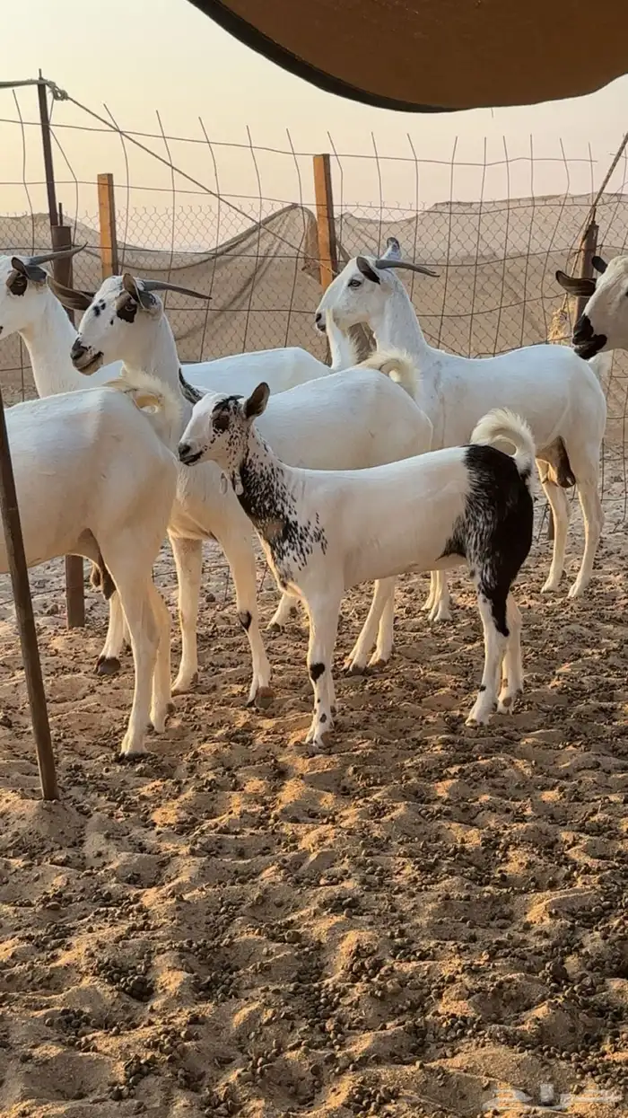 معزا بيشيات ولاد ودفيع صنف الصنف 1