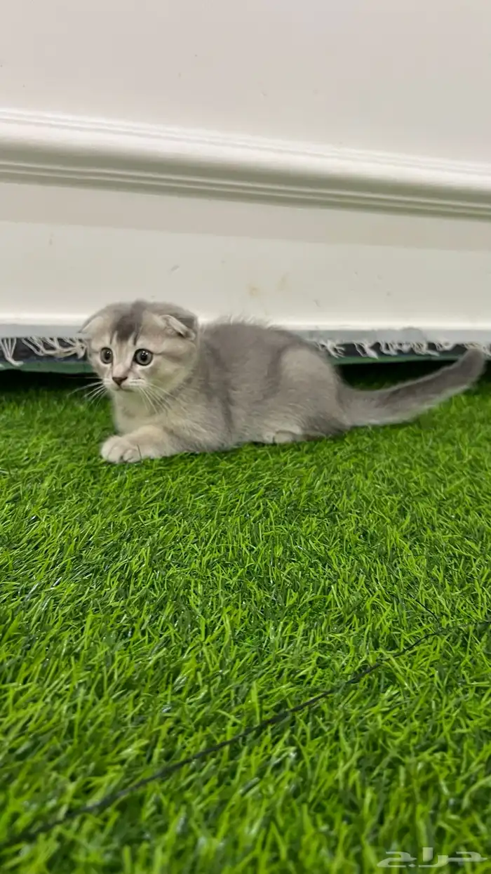 متوفر قطط سكوتش فولد للتبني البيع 3