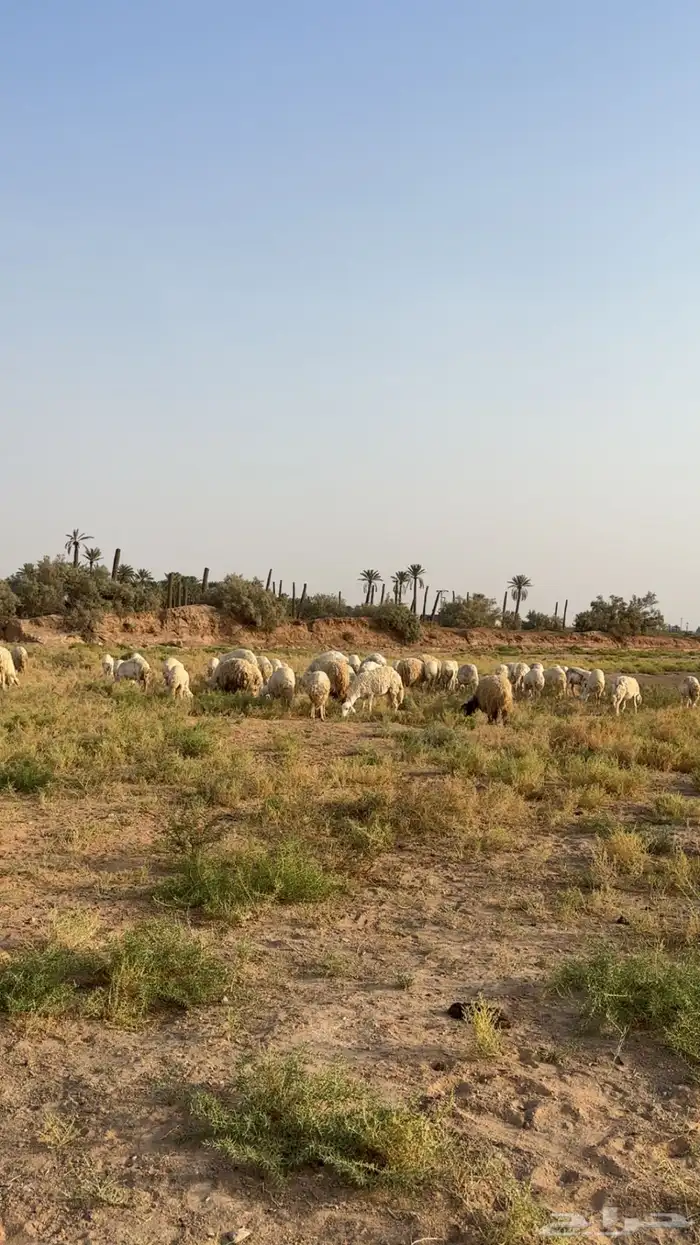 ذبايح طليان تمايم 2