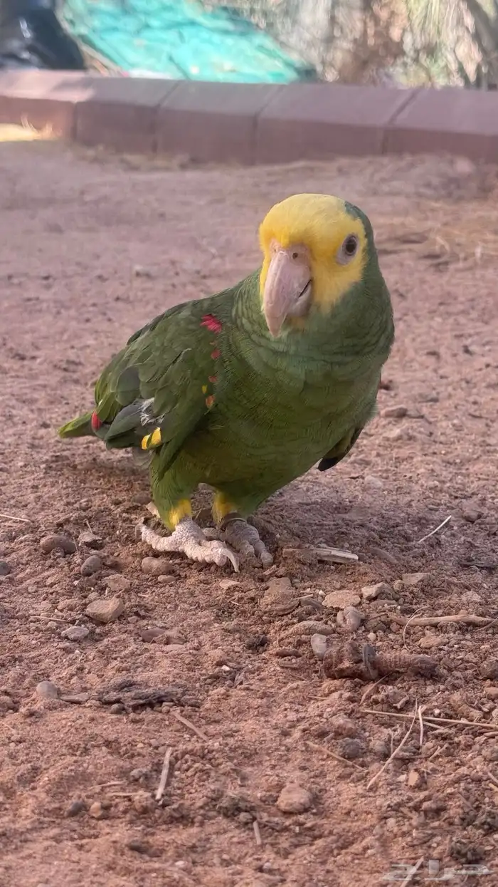 ببغاء المزوني دبل يلو هد 3