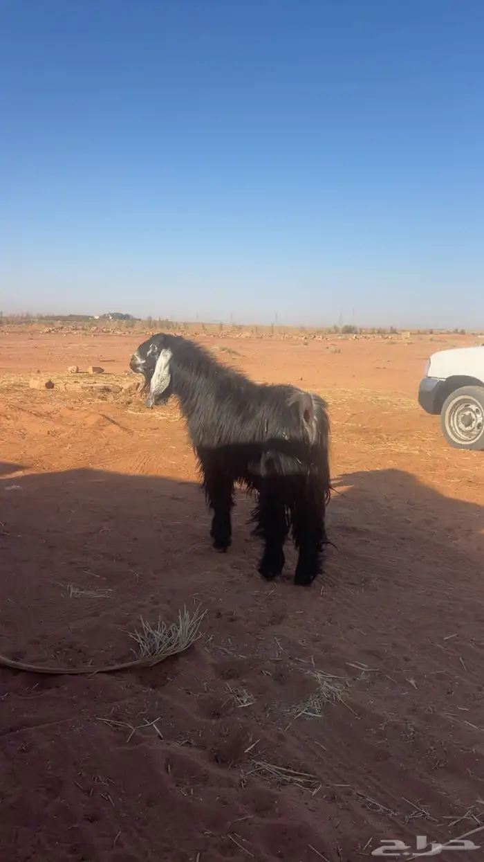 للبيع تيس اجم عارضي 0