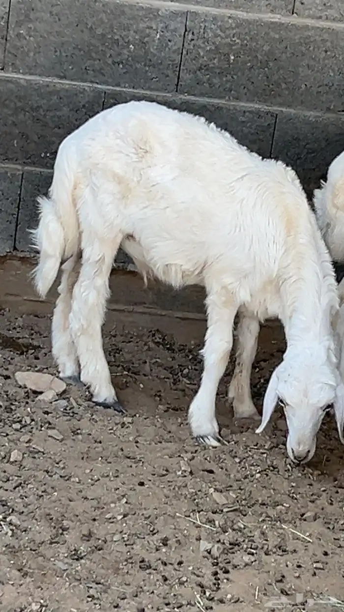 خروف للبيع 0