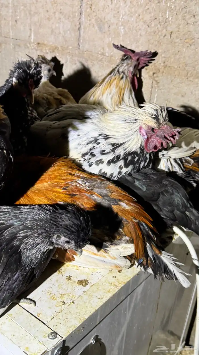 دجاج كويتي حباحب مشكل 78