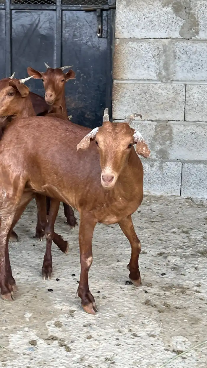 جفار دهم عدد 7 ( تم البيع ) 14