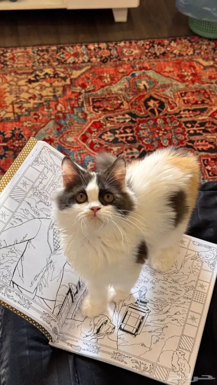 قطة انثى للبيع 9