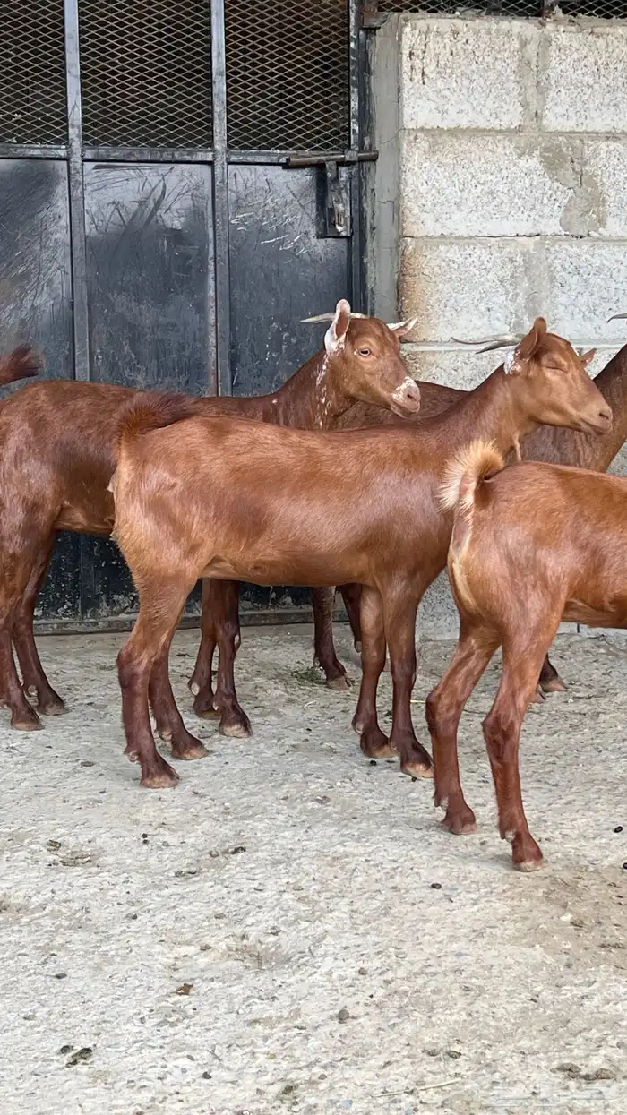 جفار دهم عدد 7 ( تم البيع ) 7