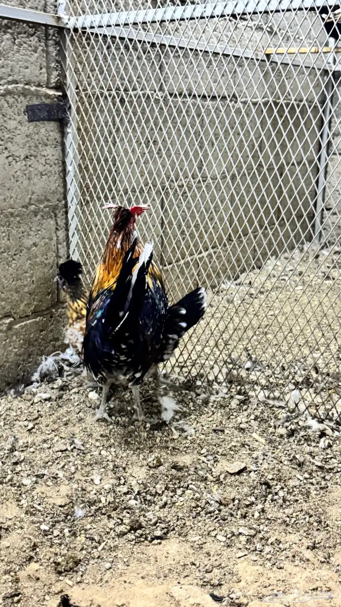 دجاج كويتي حباحب مشكل 42