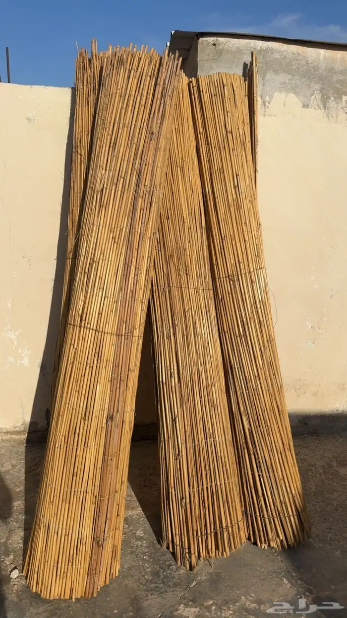 طارلات وخيازرين للبيع 0