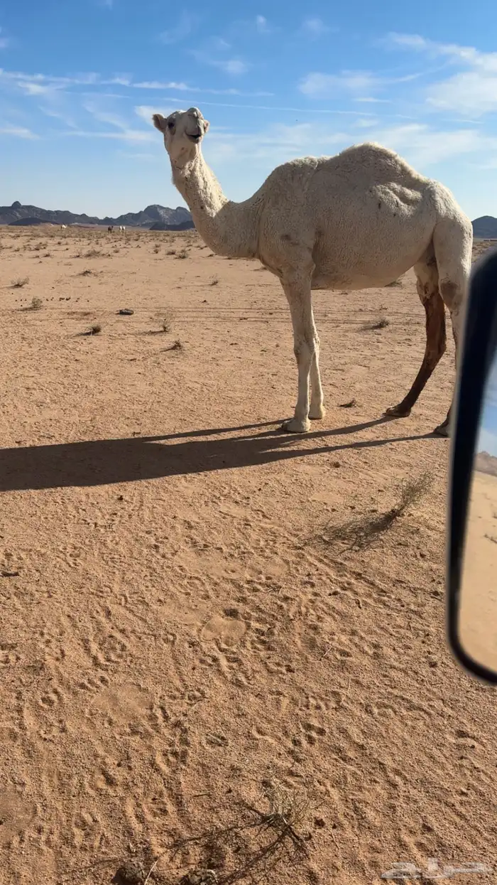 ضريبه وضحا سديس 0