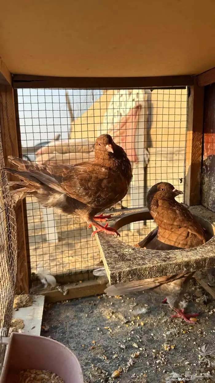 2 ازواج كنق ب انتاجه كل زوج معاه 1وفرخين من الانتاج السابق 0